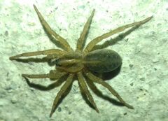 Trochosa