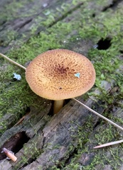 Tricholomopsis