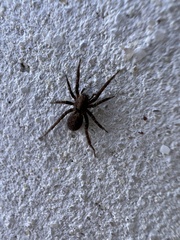 Alopecosa albofasciata