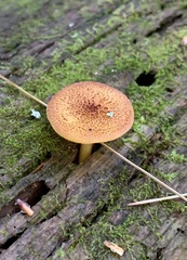 Tricholomopsis
