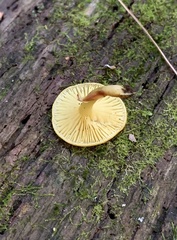 Tricholomopsis