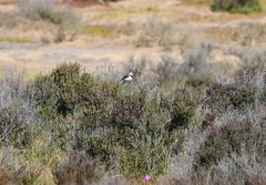 Epthianura albifrons