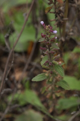 Dracocephalum thymiflorum