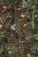 Dracocephalum thymiflorum