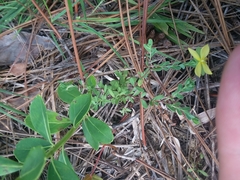 Hypericum suffruticosum