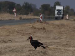 Bucorvus leadbeateri