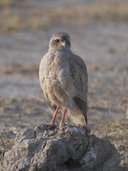 Melierax canorus argentior