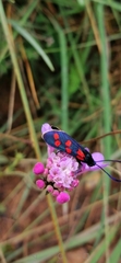 Zygaena angelicae