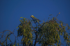 Platycercus adscitus