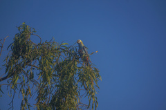 Platycercus adscitus