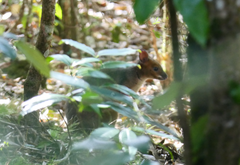 Thylogale stigmatica