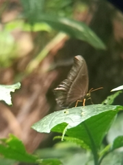 Coelites epiminthia