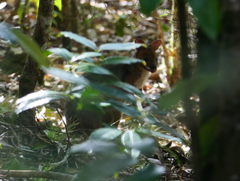 Thylogale stigmatica