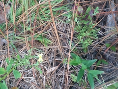 Hypericum suffruticosum