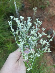 Pseudognaphalium