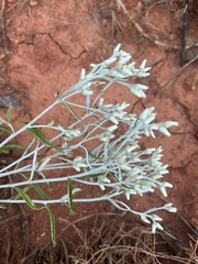 Pseudognaphalium
