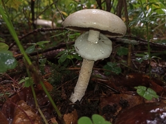 Amanita virosa