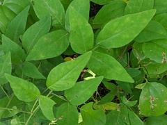 Desmodium perplexum