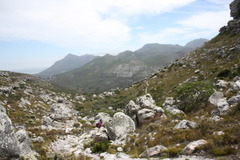 Pseudopentameris macrantha