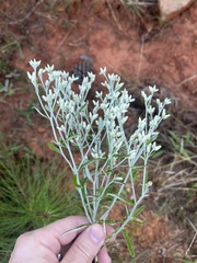 Pseudognaphalium
