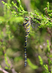 Cordulegaster boltonii