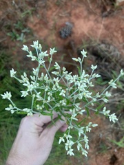 Pseudognaphalium