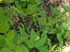 Desmodium perplexum