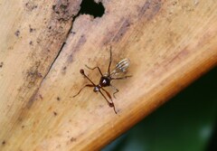 Cyrtodiopsis dalmanni