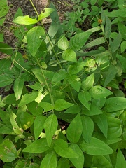 Desmodium perplexum