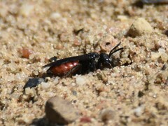Sphecodes albilabris