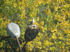 Streptopelia decaocto