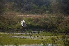 Ephippiorhynchus asiaticus