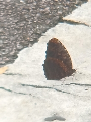 Elymnias nesaea