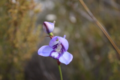 Disa graminifolia