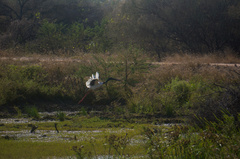 Ephippiorhynchus asiaticus