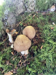 Cortinarius torvus