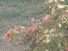 Phoenicurus ochruros