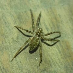 Pisaura