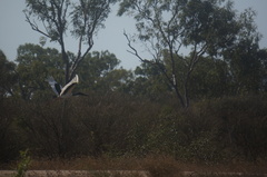 Ephippiorhynchus asiaticus