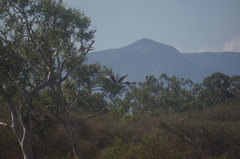 Ephippiorhynchus asiaticus