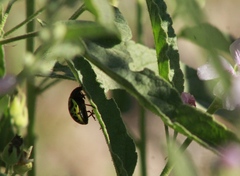 Calligrapha serpentina