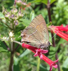 Callophrys xami xami