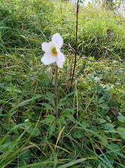 Anemonoides sylvestris