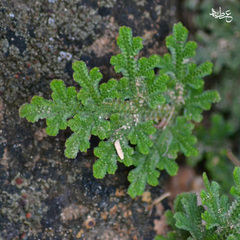 Selaginella bryopteris