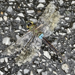 Anax parthenope julius