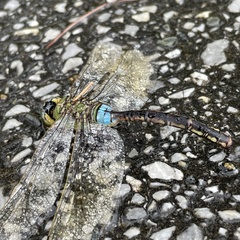 Anax parthenope julius
