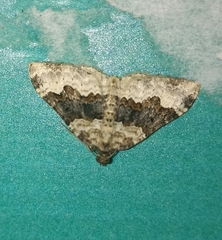 Epirrhoe galiata
