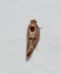 Glyphidoptera insignana