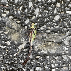 Anax parthenope julius