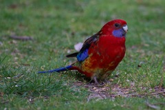 Platycercus elegans × eximius